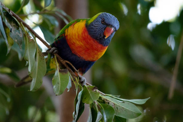 istock the rainbow lorikeet is perched on a branch 2191130024