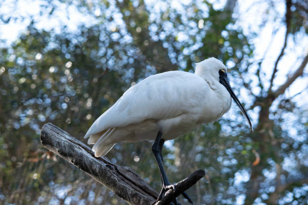 istock this is a side view of a royal spoonbill 2191130027