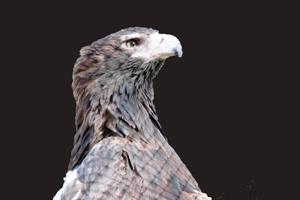 African eagle