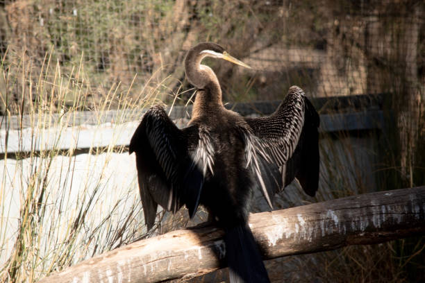 The Darter is a large, slim water bird with a long snake-like neck, sharp pointed bill, and long, rounded tail.