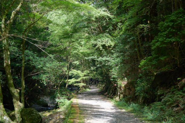 istock A path along a mountain stream where you can enjoy forest bathing 2191130689
