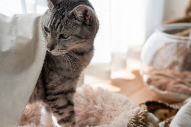 istock Cute cat relaxing by the window 2191131106