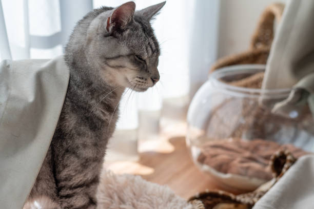 istock Cute cat relaxing by the window 2191131136