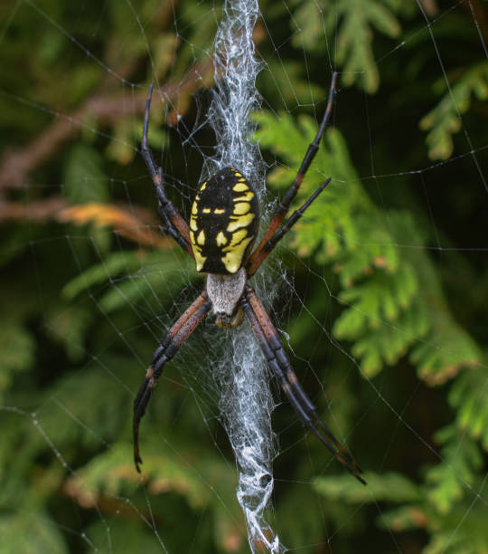 istock Black and Yellow Garden Spider 2191134595