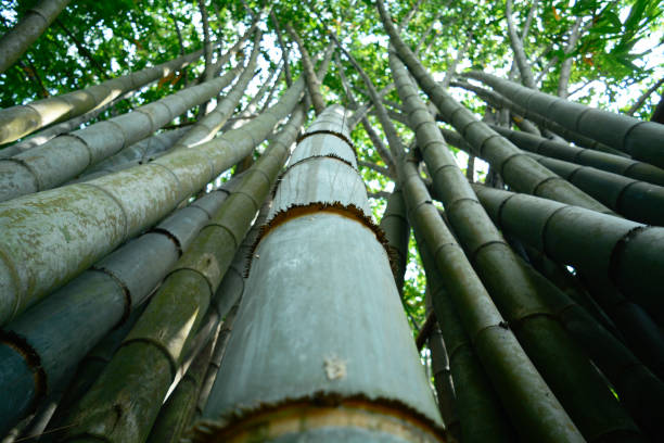 A serene view of a bamboo forest in Southeast Asia, featuring tall, slender bamboo stalks with vibrant green foliage. This peaceful, natural setting is ideal for projects related to nature, relaxation, and sustainable living.
