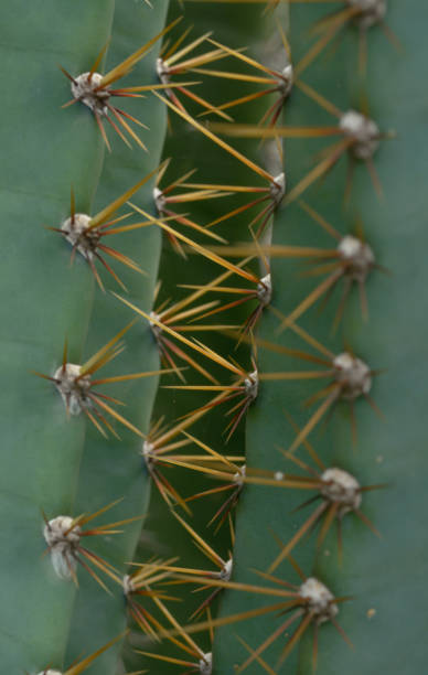 istock Cactus Spikes with Nature Background - Close-Up Shot 2191136929