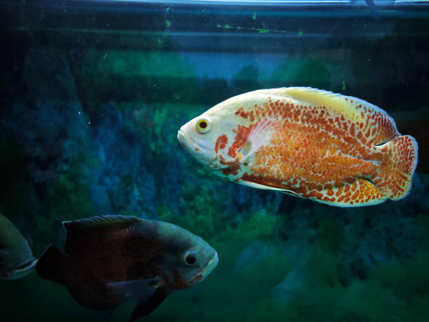 a colorful Astronotus ocellatus fish in aquarium