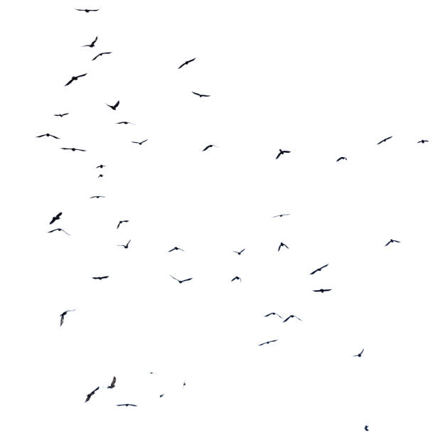 istock A flock of birds in flight isolated on a white background 2191137226