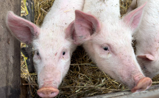 istock Two pigs are looking at the camera with their noses sticking out 2191137479