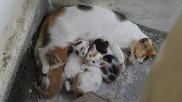 istock Mother Cat and Kittens in Cozy Corner 2191137848