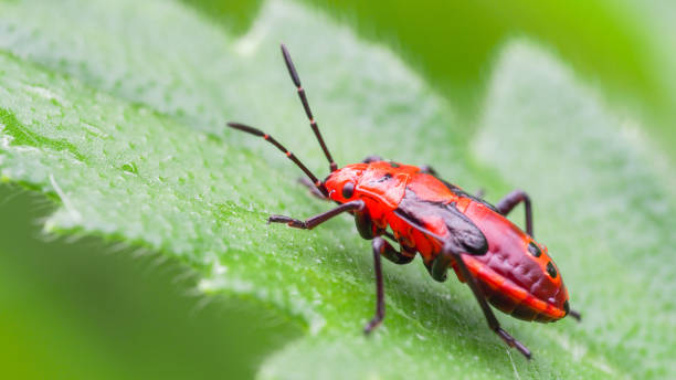 This close-up image captures a vibrant red insect resting on a fresh green leaf. The bright colors contrast beautifully, highlighting the intricate details of the insect's body and the delicate texture of the leaf.