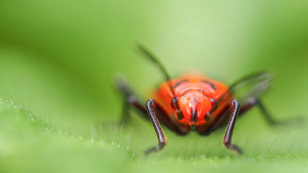 istock Front-Facing Macro Shot of a Red Insect with Black Markings, Captured on a Leaf with a Soft, Green Blurred Background 2191139425