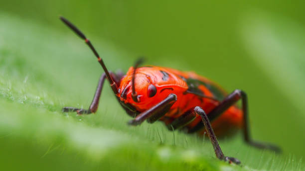 Close-up of a Bright Red Bug Perched on a Leaf, Featuring Striking Black Patterns and a Soft, Green Background for Contrast