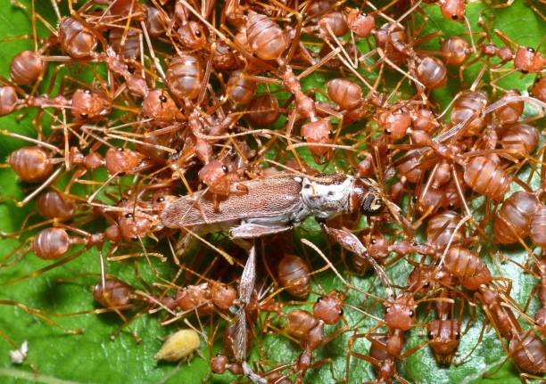 Ants Carrying insect to nest - animal behavior.