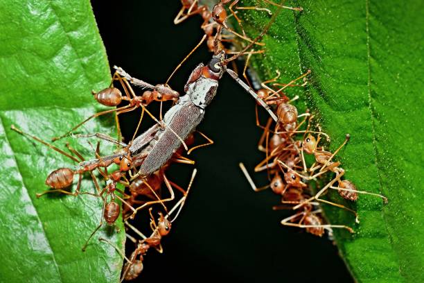 Ants in the wild, North China