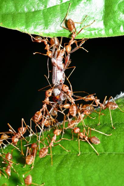istock Ants Carrying Insect crossing 2 leaves - animal behavior. 2191140338
