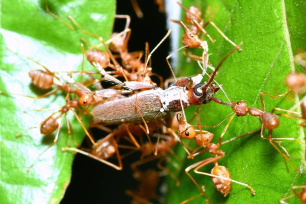Ants Carrying Insect crossing 2 leaves - animal behavior.