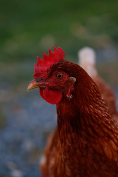 istock Close up head shot of chicken 2191144413