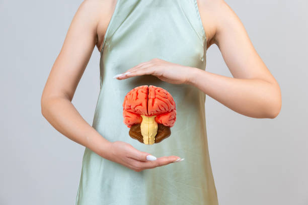 istock Doctor hold in hand anatomical model human brain. 2191145393
