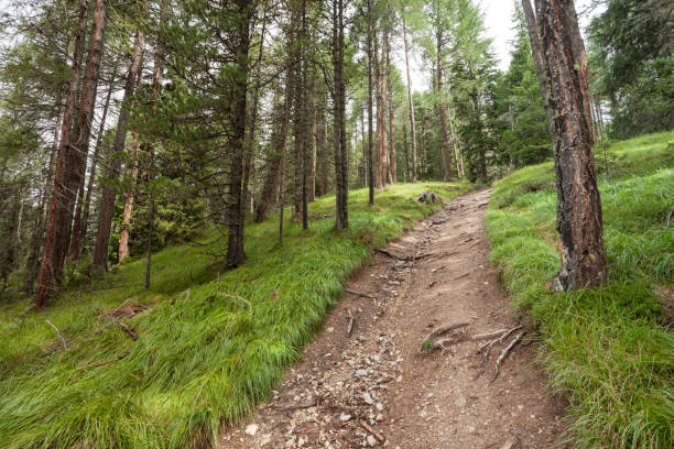 Saint-Alban-de-Montbel,  France, A winding, gravel path leads through a dense forest, with lush greenery on both sides. The sun shines through the canopy, illuminating the path ahead.