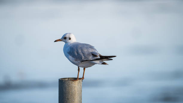 istock Seagulls at Juyanhai Scenic Area, Ejin Banner, Inner Mongolia, China 2191148834