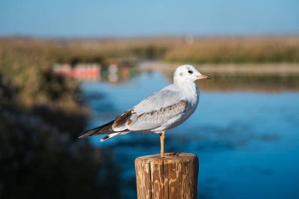 Seagulls at Juyanhai Scenic Area, Ejin Banner, Inner Mongolia, China