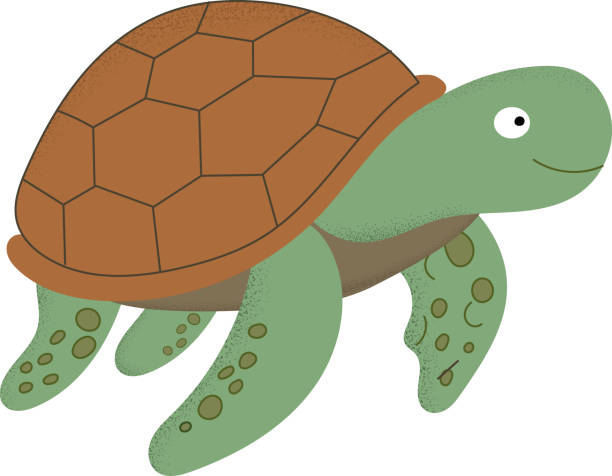 green turtle with a brown shell, isolated on a white background A cheerful cartoon turtle with a brown shell is gliding through a vibrant underwater scene, surrounded by bubbles and colorful fish, bringing joy to ocean life. wood turtle stock illustrations