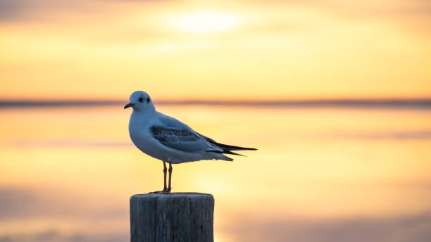 istock Seagulls at Juyanhai Scenic Area, Ejin Banner, Inner Mongolia, China 2191149129