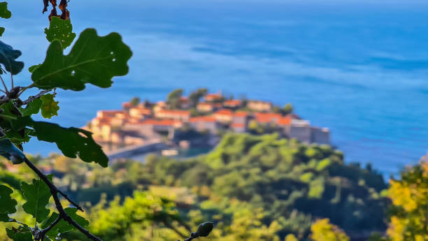 istock Goli Vrh - Selective close up view on lush green tree branches with panorama on the island of Sveti Stefan, 2191149933