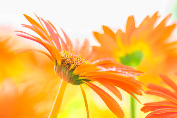 Flower Series : Orange gerbera flowers with blurred floral background. Macro Shot of Gerbera petals. Closeup of fresh daisy-gerbera.