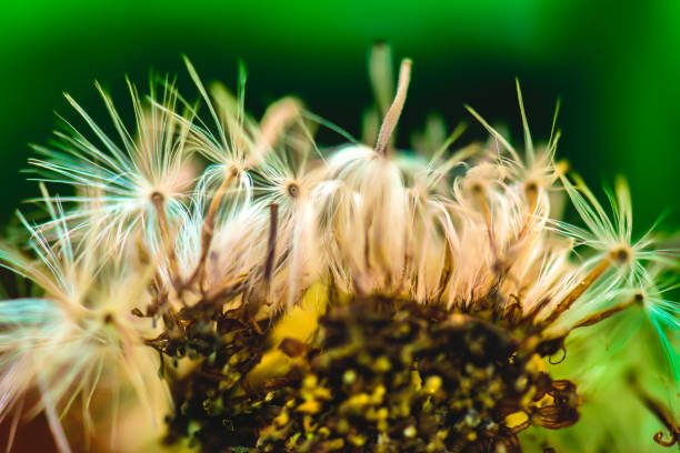 Macro Series : Dried stamens of gerbera flowers. Dried seeds of daisy gerbera. Details of dried pollen. Petals and stamens with dark background.