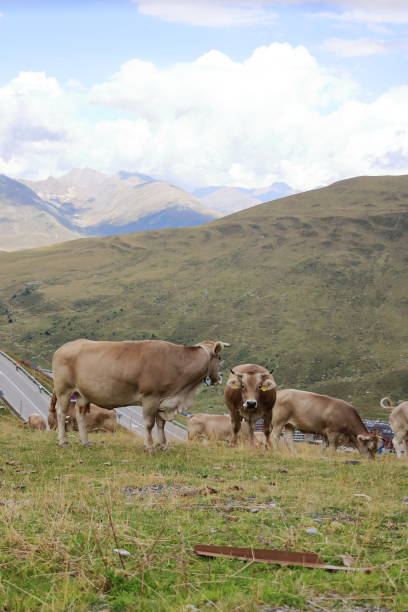 istock cows in the Pyrenees in Andorra 2191151781