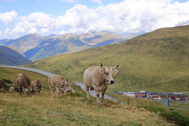 istock cows in the Pyrenees in Andorra 2191151796