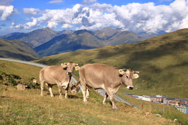 cows in the Pyrenees in Andorra