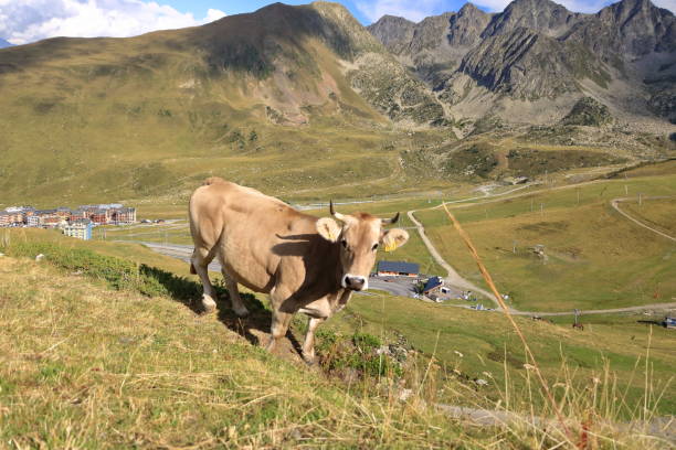 istock cows in the Pyrenees in Andorra 2191151818