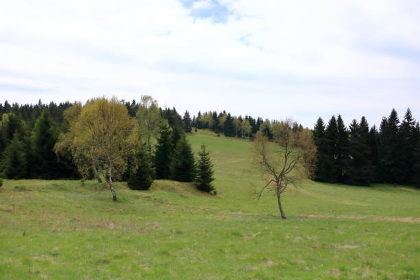 istock green landscape with trees and a meadow in spring 2191153037