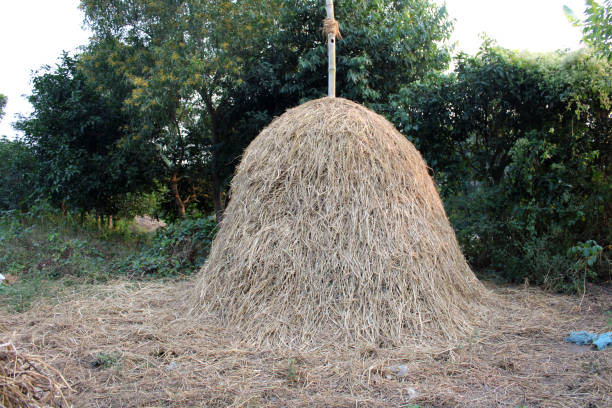 Traditional straw stacks of rural Bengal