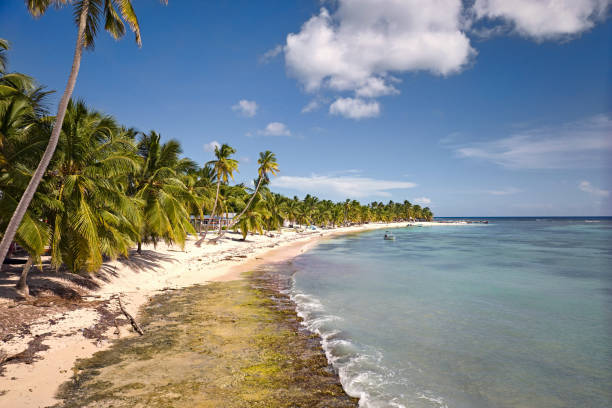 Sunny day, puffy clouds, calm turquoise water, coconut palms lining sandy beach, Cotubanamá National Park and eco tourism destination in West Indies.