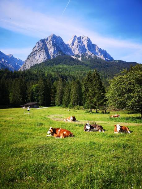 istock Cows resting in a scenic mountain landscape. 2191156121