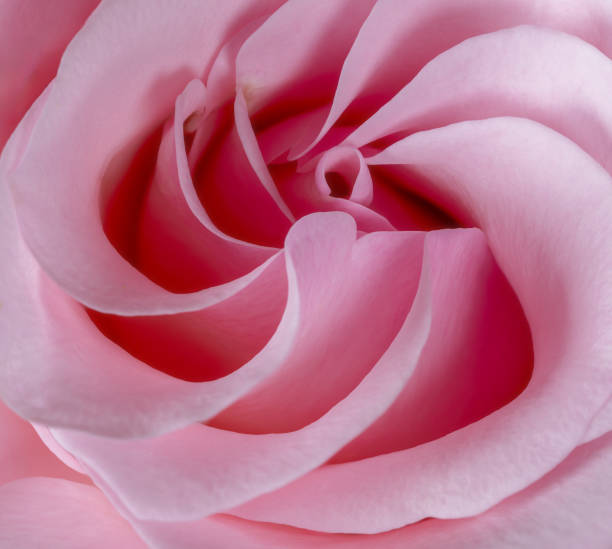 istock Abstract macro of a rose blossim 2191157114