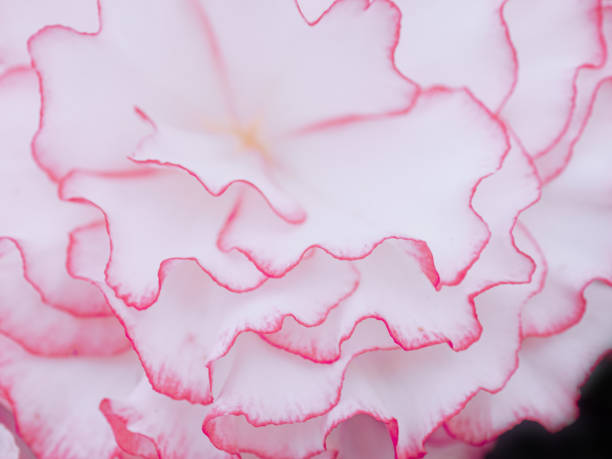 istock background with pink flower. Wallpaper with flower. Backdrop with copy space. picture for gift card. garden flowers. poster for interior. picture for interior. flowers close-up, macro photo 2191158185