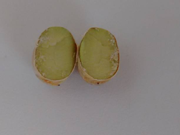 istock Cut Pitanga Seed: Internal Anatomy and Texture in Detail Against a White Background. Cut Pitanga Seed, Exploring Its Internal Structure, Inside the Pitanga Seed, Texture and Nutrients, Pitanga Seed Anatomy, A Cross-Section View, Pitanga Seed 2191160734