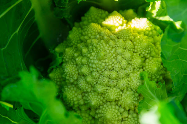 istock Fractal textures: close-up of a growing romanescu. 2191162575