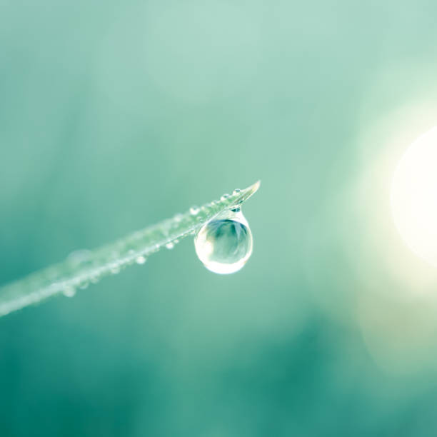 istock raindrop on the plant leaf in rainy days, blue background 2191163616