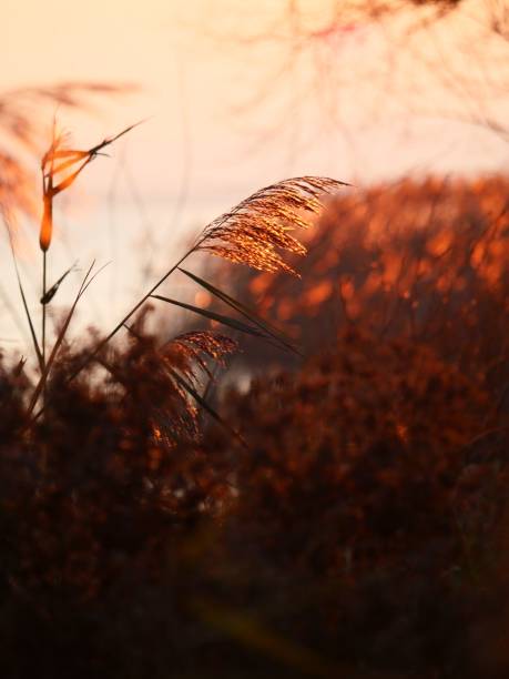 istock Golden hour wild grasses with warm light. 2191165621