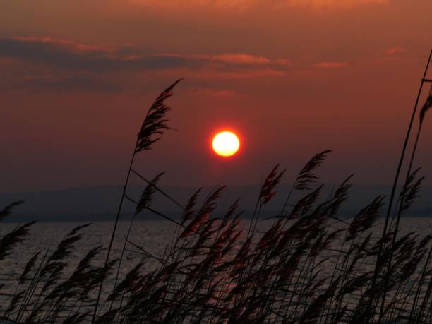 istock Sunset over lake with silhouetted reeds. 2191165670