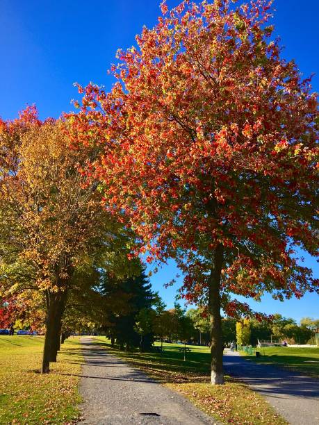 istock Autumn trees in a park under a blue sky 2191168496
