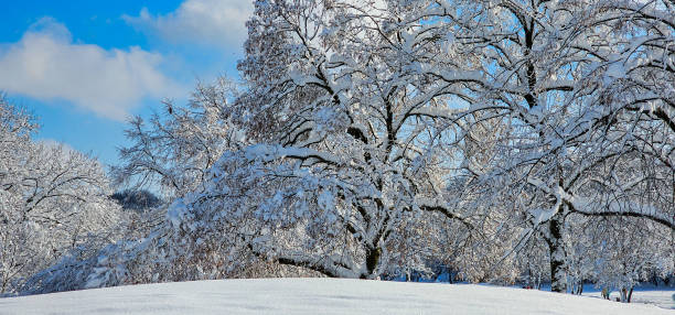 istock Winter Trees covered with snow against a blue sky in a city park. 2191170556