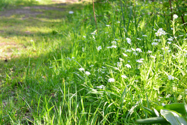 Organic pastures offer more than just grass—they feature a rich mix of plant species, providing nourishment for grazing animals and vital habitat for insects. Photo taken at Kalvebod Fælled, at the southern end of Amager Island, in a large nature reserve located about 30 minutes from downtown Copenhagen, the capital of Denmark.