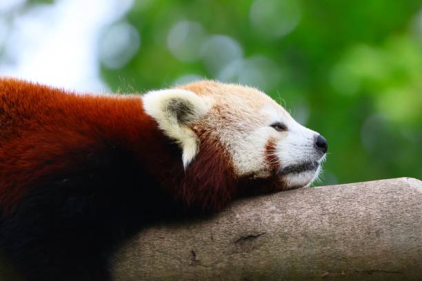 istock Red panda resting on a tree branch with a lush green background 2191171024